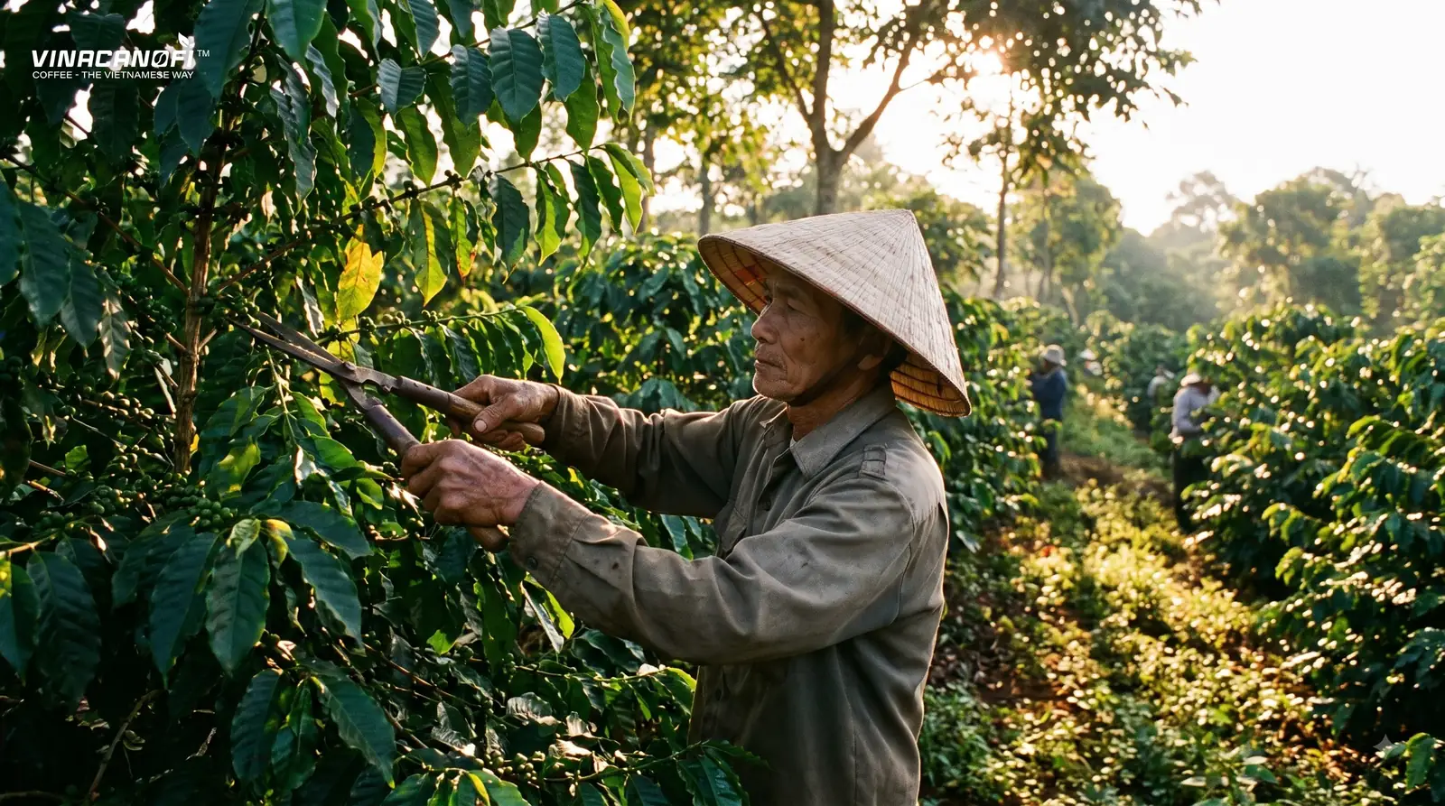 Người nông dân đội nón lá tỉa cành cây cà phê