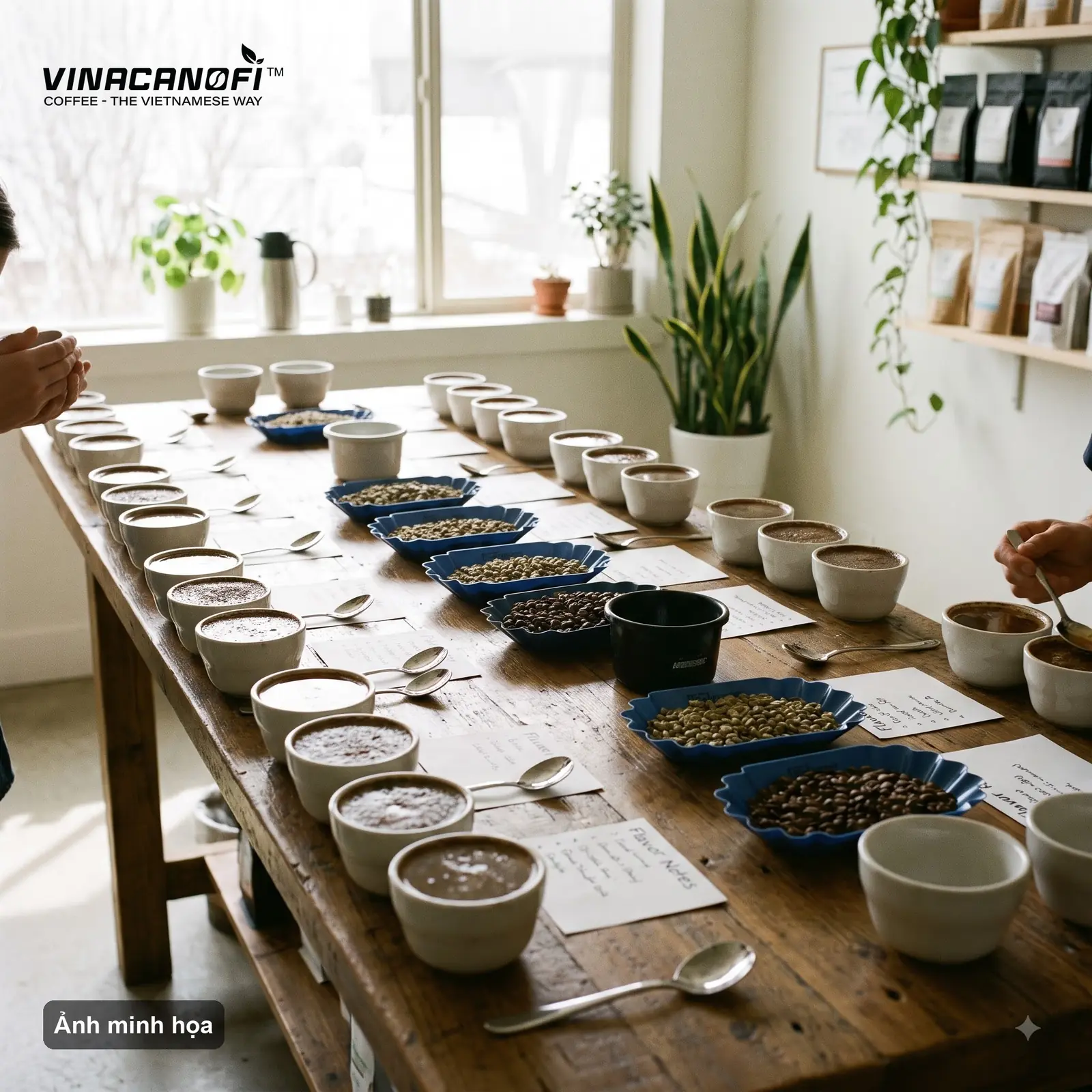 Bàn gỗ dài bày nhiều tách cupping, khay cà phê nhân và phiếu chấm điểm trong phòng nếm cà phê
